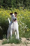 FOX TERRIER POIL LISSE 066